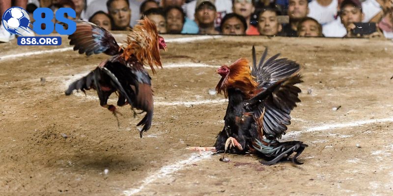 8S – Điểm đến lý tưởng cho tín đồ cược đá gà