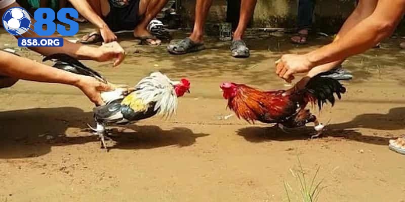 Các hình thức cược đá gà Thomo phổ biến tại 8S