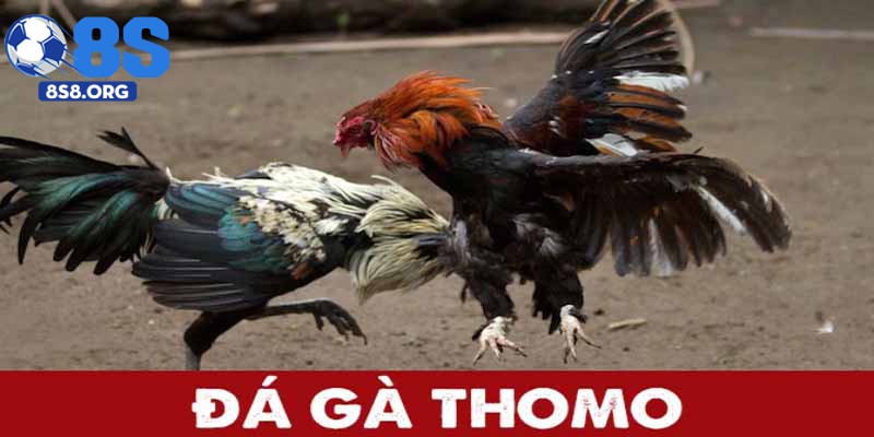 Khám phá thế giới đá gà Thomo hấp dẫn tại 8S