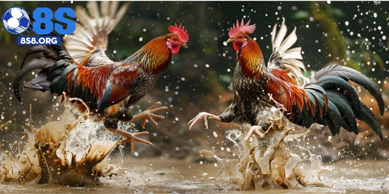 Mẹo cược đá gà thomo tại 8S dễ thắng