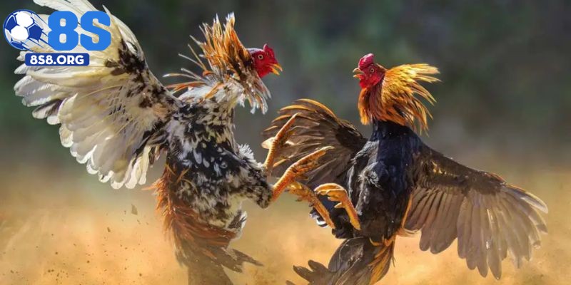 Soi Kèo Cược Đá Gà Tại 8S – Cơ Hội Thắng Lớn Chờ Bạn