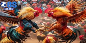 Trực Tiếp Đá Gà – Trải Nghiệm Cá Cược Đỉnh Cao Tại 8S