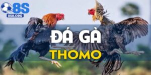 Đá Gà Thomo – 8S Sân Chơi Cá Cược Trực Tuyến Hàng Đầu